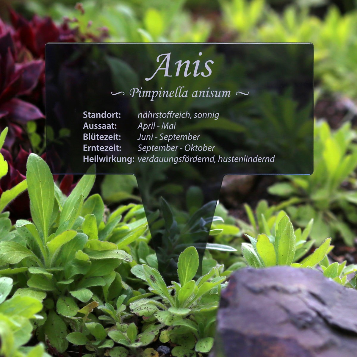 PLEXIGLAS® herb plant marker, rectangular, grey transparent