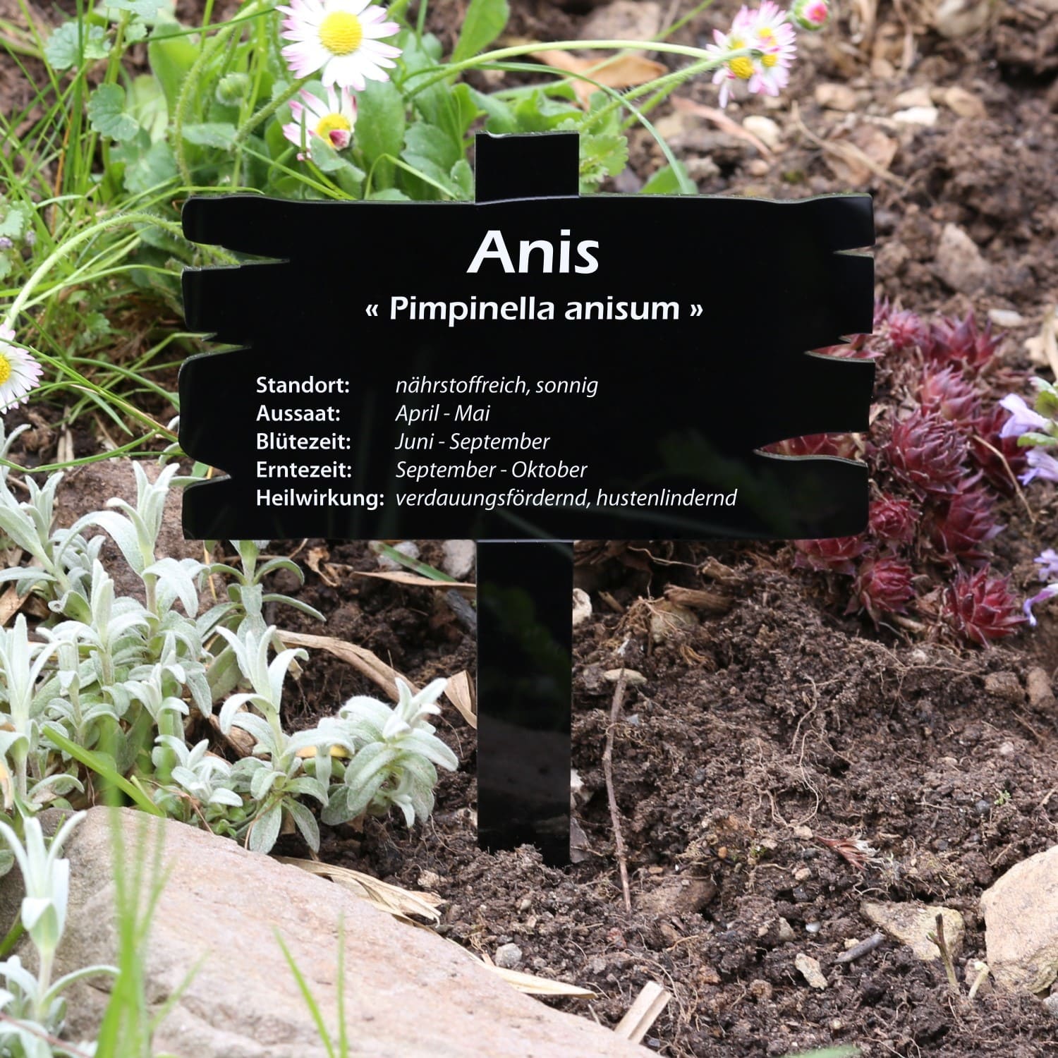 PLEXIGLAS® herb plant sign, black wooden board look