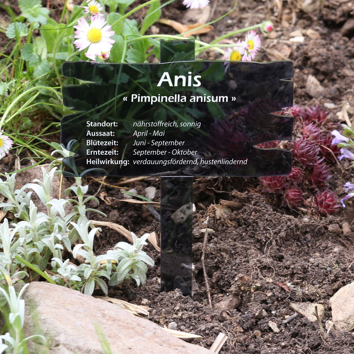 PLEXIGLAS® herb plant label, wood-plank look, grey transparent