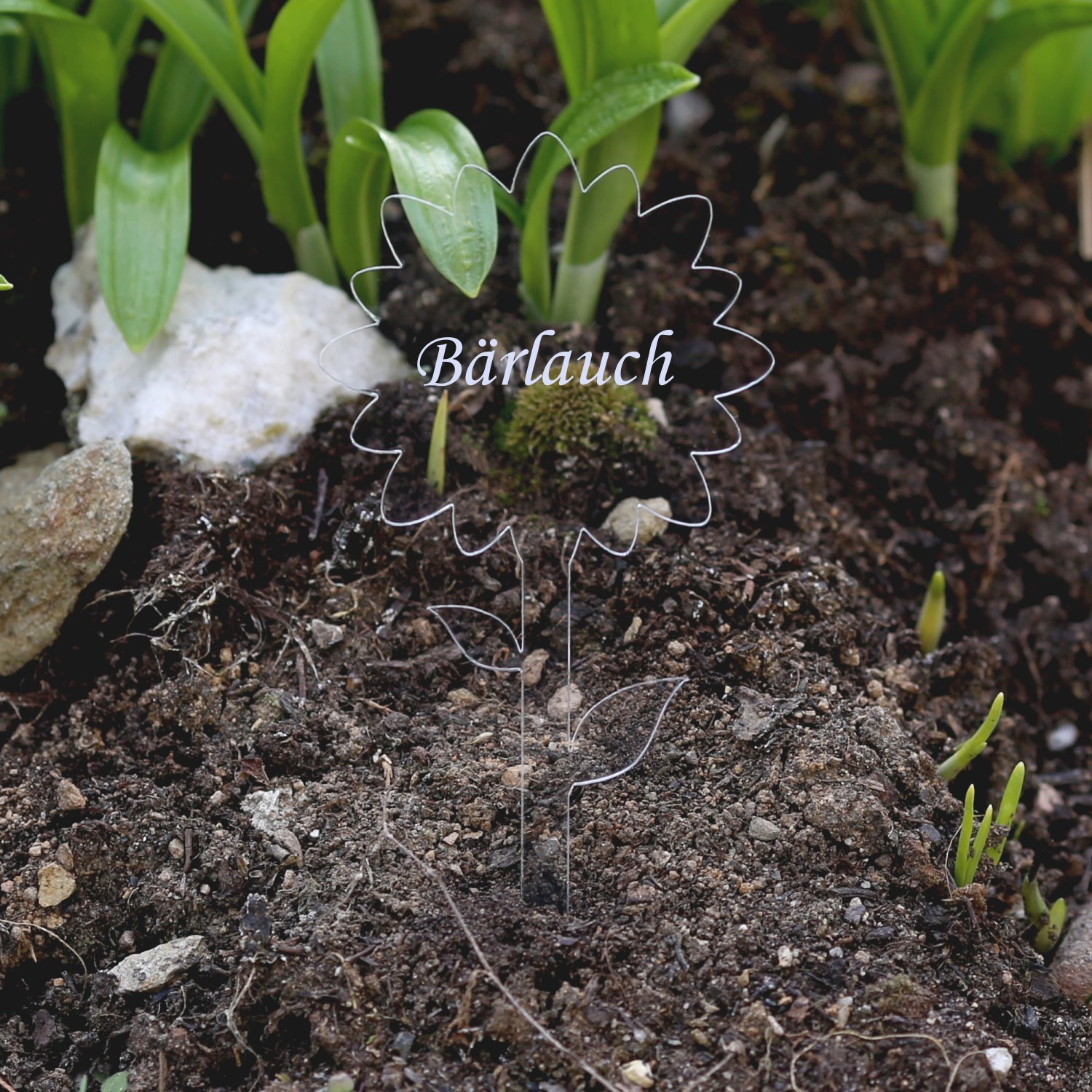 PLEXIGLAS® Pflanzschilder Blume farblos