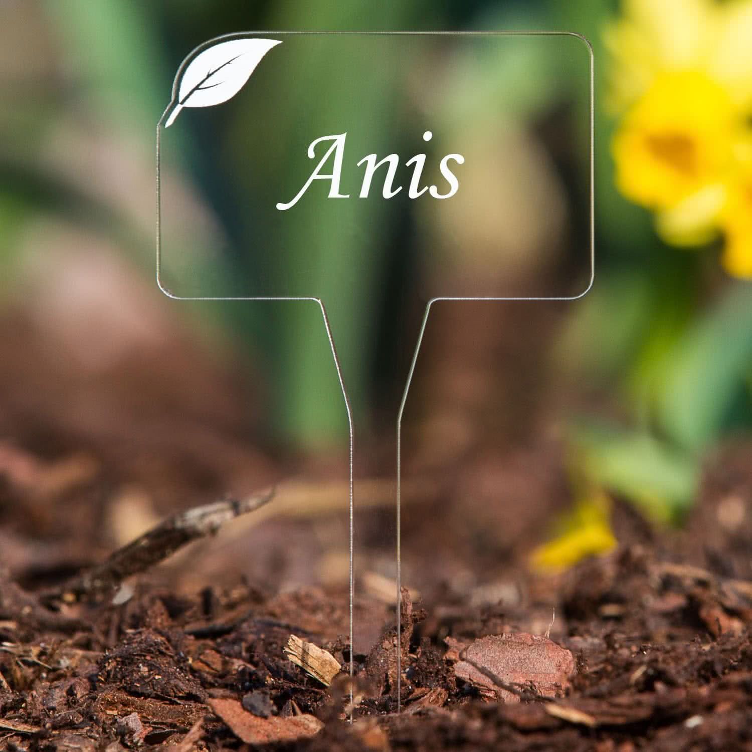 Anis