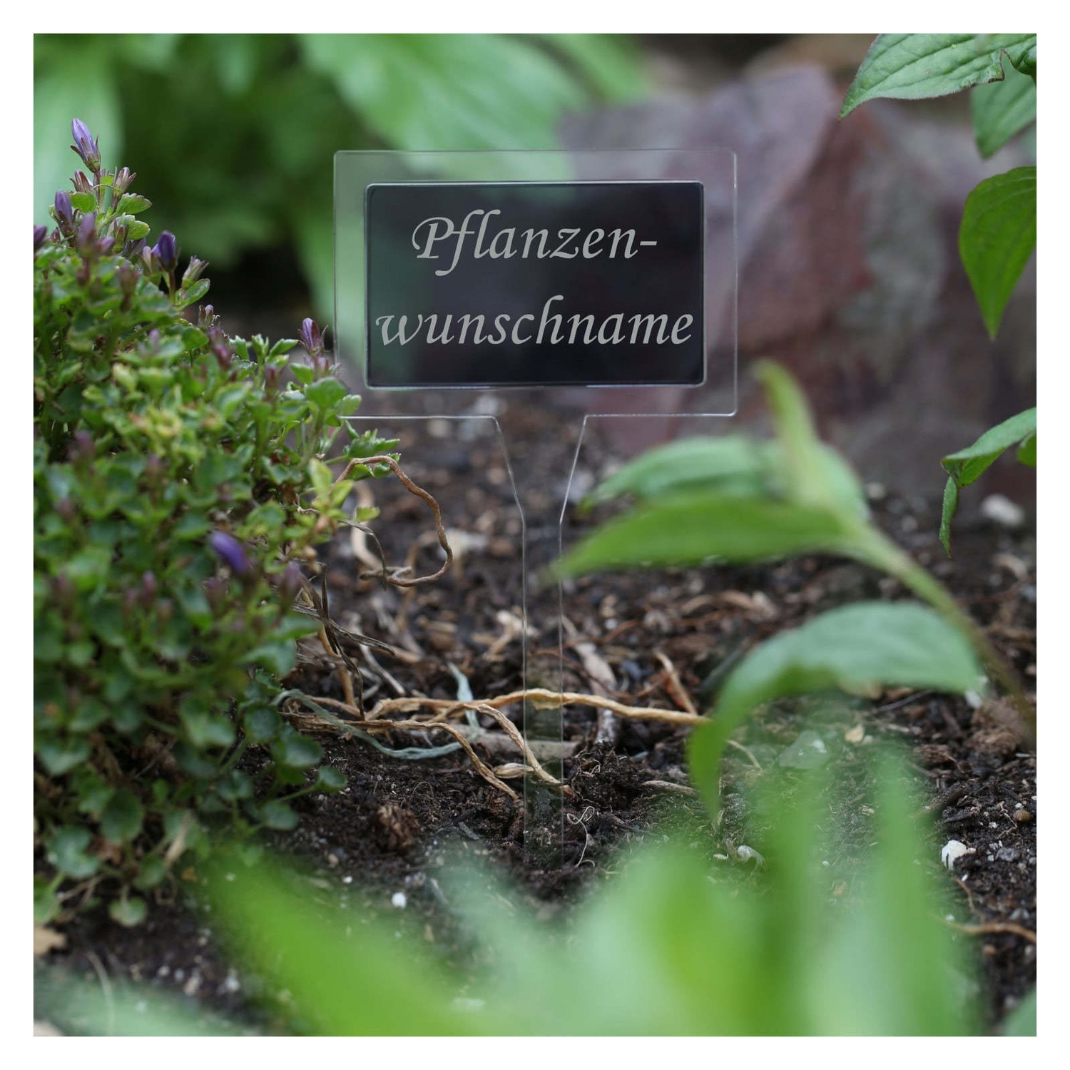 PLEXIGLAS® Pflanzschilder Dual Eckig farblos+grau transparent
