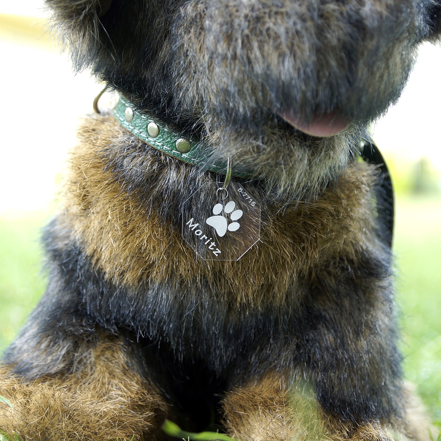 Acrylglas Hundemarke Oktagon