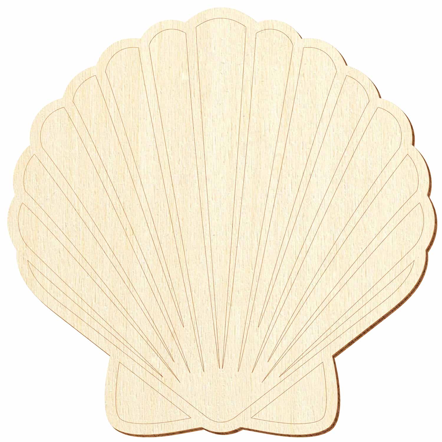 Jacobsmuschel Holz Zuschnitt 5-50cm