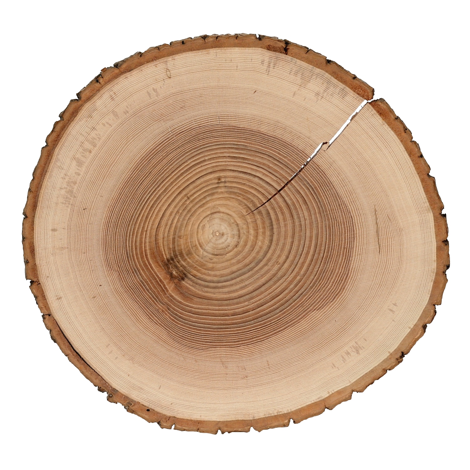 Holzscheibe Esche mit Riss
