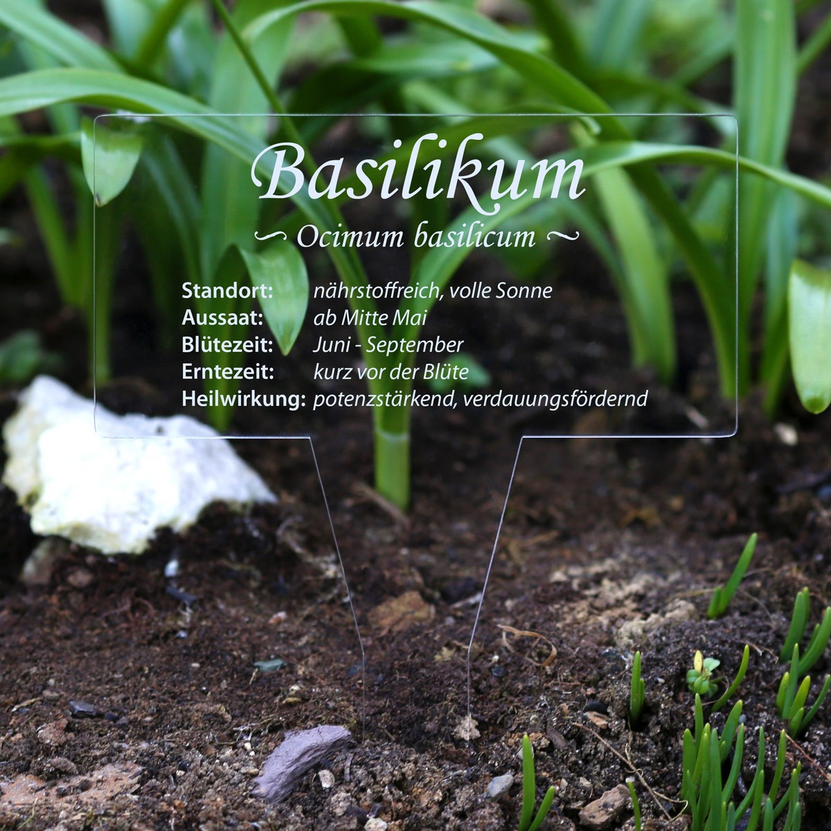 Plexiglas Kräuter Pflanztafel - Basilikum