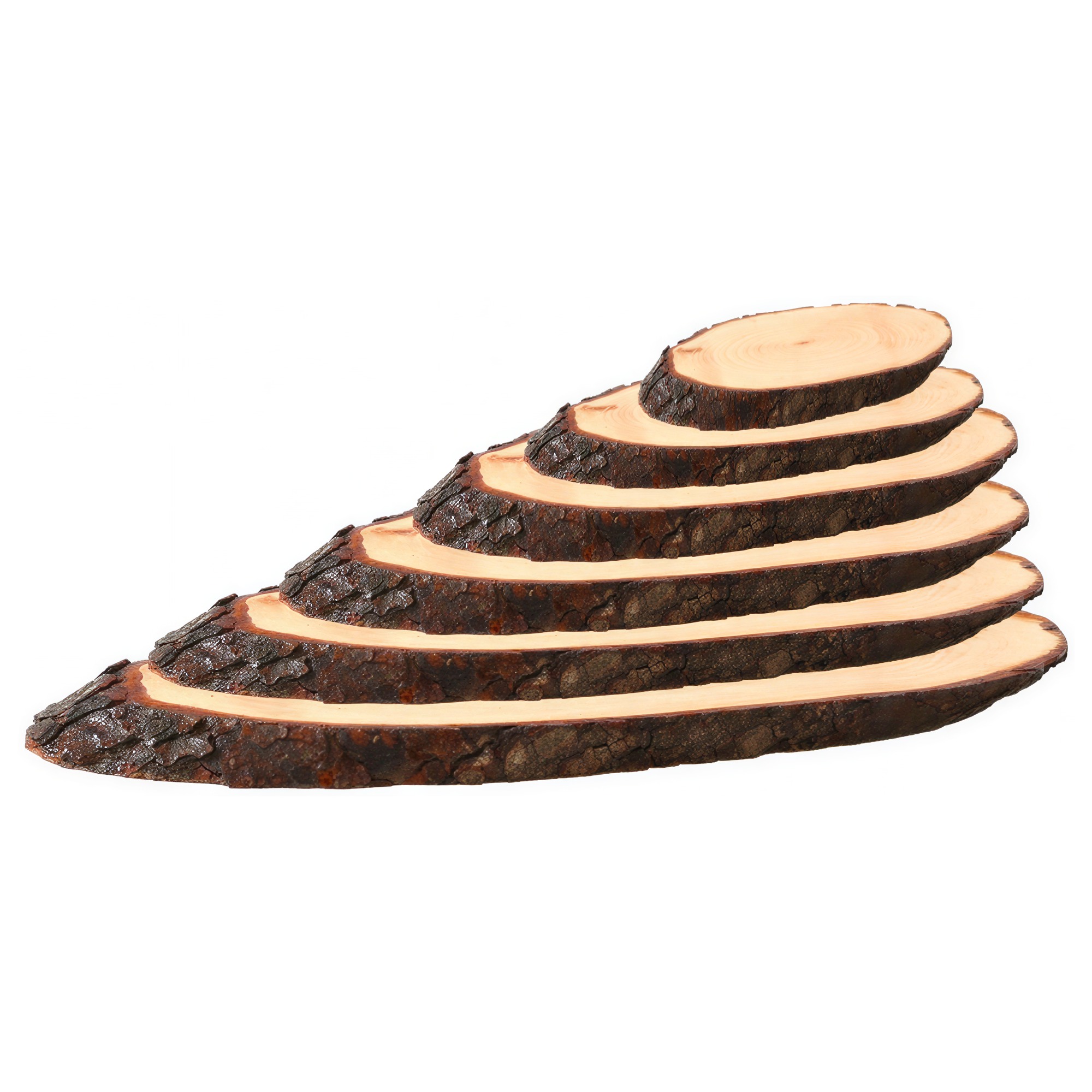 Sechs ovale Holzscheiben mit naturbelassener Rinde in aufsteigender Größe, gestaffelt nebeneinander angeordnet, helle Holzmaserung, dunkle raue Rindenränder