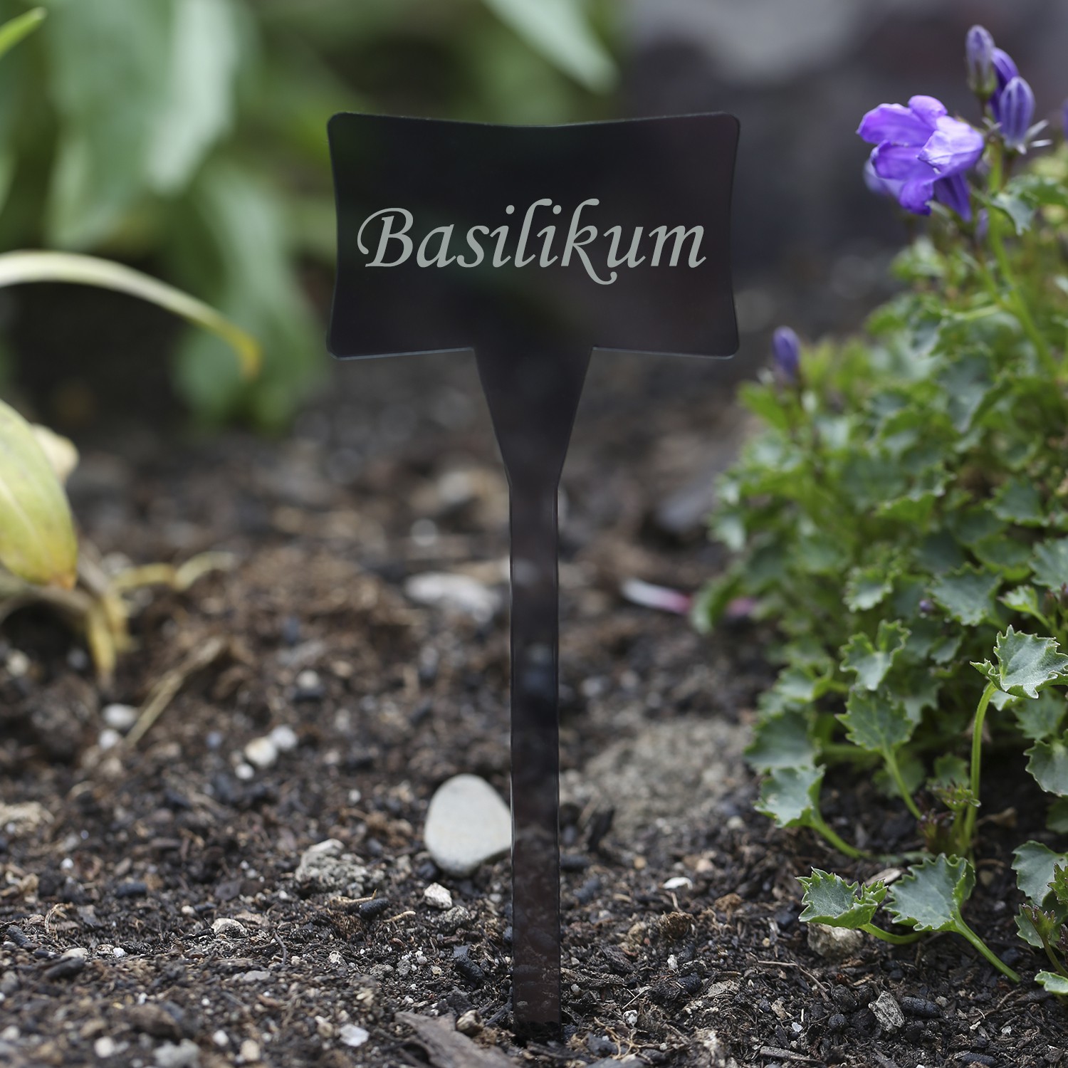 Schwarzes Pflanzschild aus grau-transparentem Acrylglas mit weißer Gravur „Basilikum", in Gartenerde gesteckt, neben lila Blüten und grünen Pflanzen.